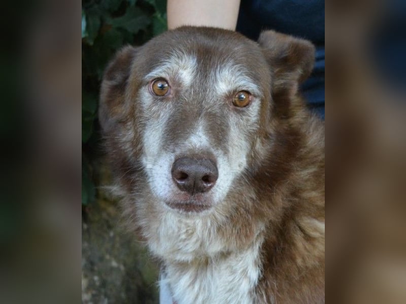 Lynwood - Ein Hund der Sorte «10 von 10 Punkten»