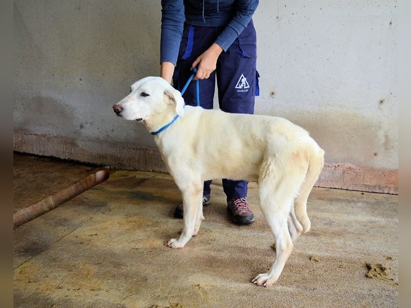 Armindo - aller guten Dinge sind drei