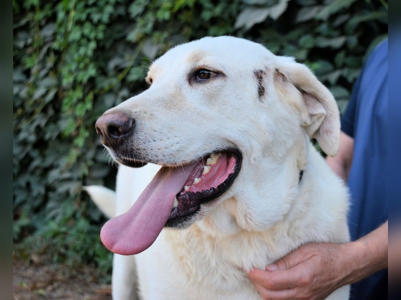 Scoutie - Scoutie hat Fernweh nach Liebe