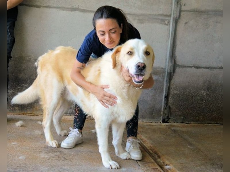 Roddie - Sein treuer Blick spricht Bände