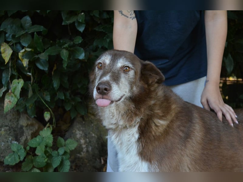 Lynwood - Ein Hund der Sorte «10 von 10 Punkten»