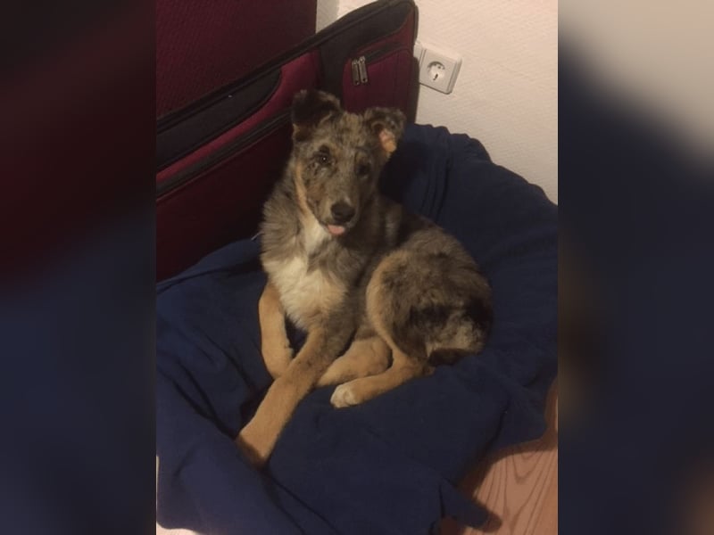 Aleta (Willow) - SOS-Dringend Pflegestelle oder Zuhause gesucht/kleines Seelchen im großen Wolfspelz Aleta (Willow) - SOS-Dringend Pflegestelle oder Zuhause gesucht/kleines Seelchen im großen Wolfspelz