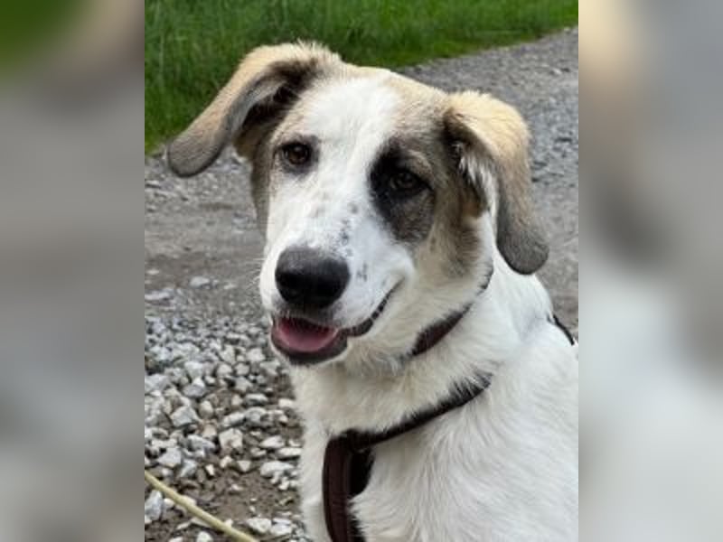 Nelly - (Dringend neue Pflegestelle oder Zuhause gesucht) gerade nochmal Glück gehabt Nelly - (Dringend neue Pflegestelle oder Zuhause gesucht) gerade nochmal Glück gehabt