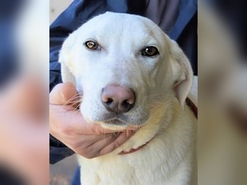 Armindo - Warteschleife, bitte nicht auflegen!
