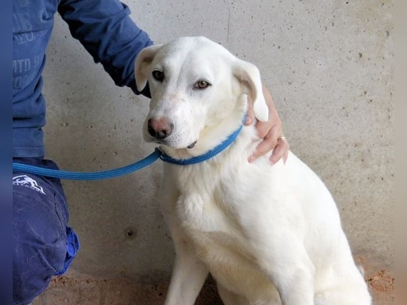Armindo - Warteschleife, bitte nicht auflegen!