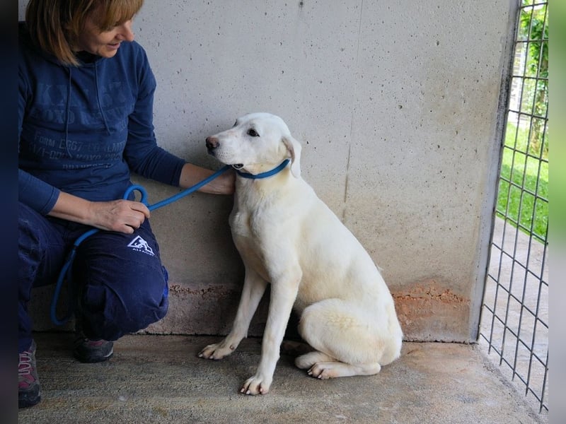 Armindo - aller guten Dinge sind drei