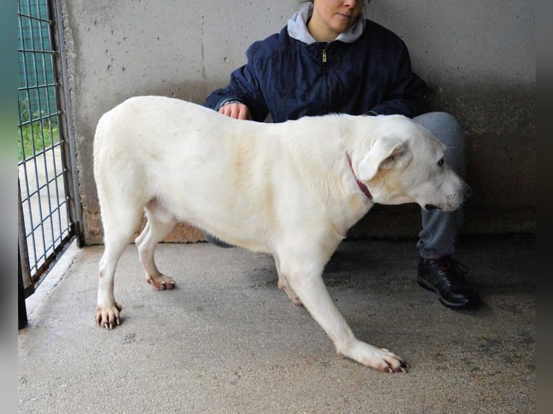 Armindo - Warteschleife, bitte nicht auflegen!