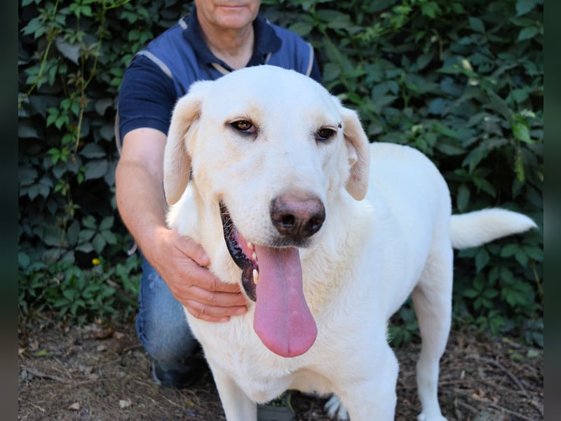 Scoutie - Scoutie hat Fernweh nach Liebe