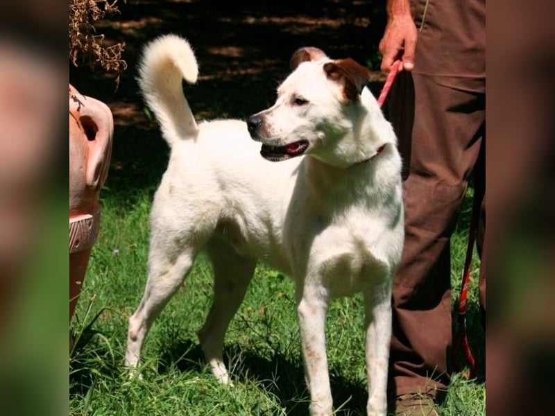 El Fava - hübscher Junge mit braunen Öhrchen