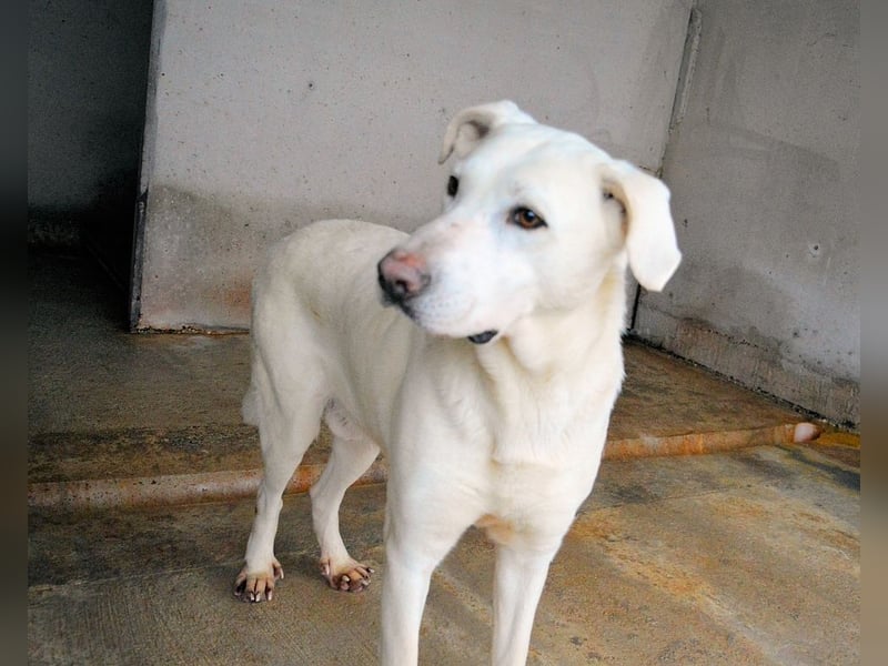 Armindo - Warteschleife, bitte nicht auflegen!