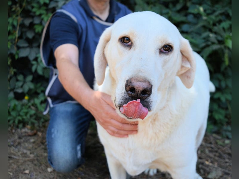 Scoutie - Scoutie hat Fernweh nach Liebe