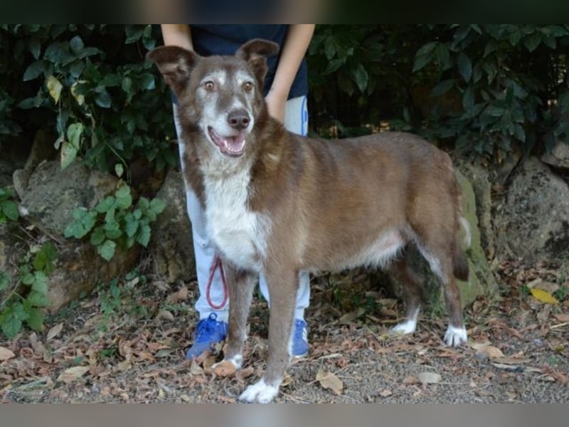 Lynwood - Ein Hund der Sorte «10 von 10 Punkten»