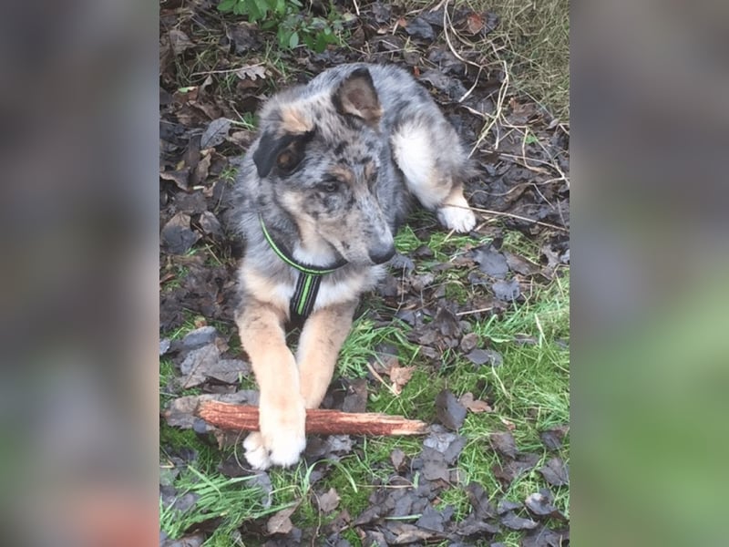 Aleta (Willow) - SOS - Dringend neues Zuhause oder Pflegestelle gesucht/kleines Seelchen