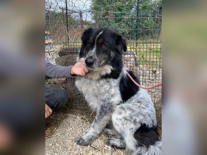 Ray - Zeig mir die Welt außerhalb des Zwingers...