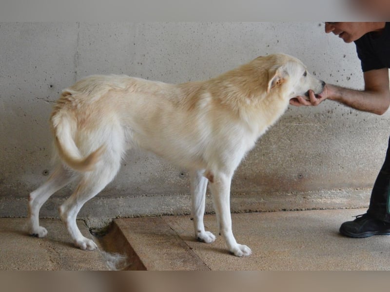 Rurik - Das geheime Feuerwerk