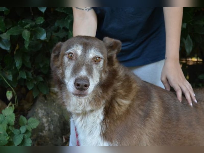 Lynwood - Ein Hund der Sorte «10 von 10 Punkten»