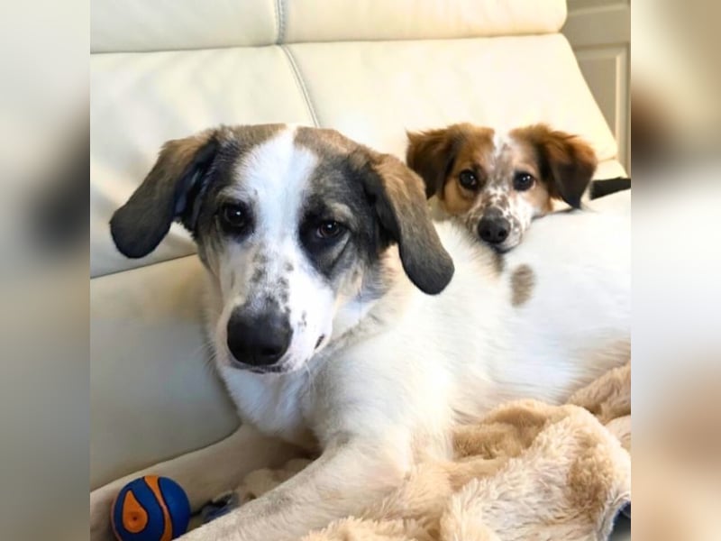 Nelly - (Dringend neue Pflegestelle oder Zuhause gesucht) gerade nochmal Glück gehabt Nelly - (Dringend neue Pflegestelle oder Zuhause gesucht) gerade nochmal Glück gehabt