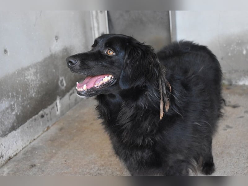 Kael - Nur ein einziges mal die Chance auf Leben