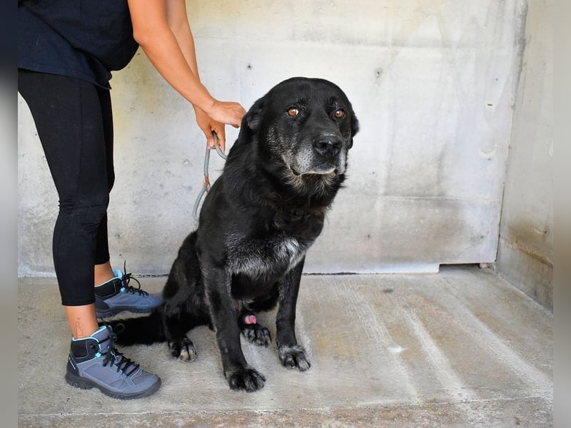 Idrysh - große Hunde werfen lange Schatten