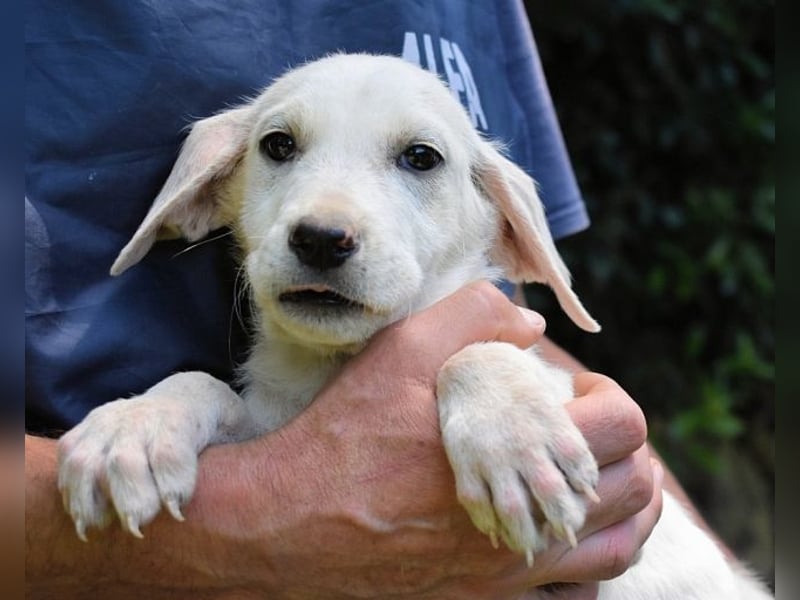 Scoutie - Scoutie hat Fernweh nach Liebe