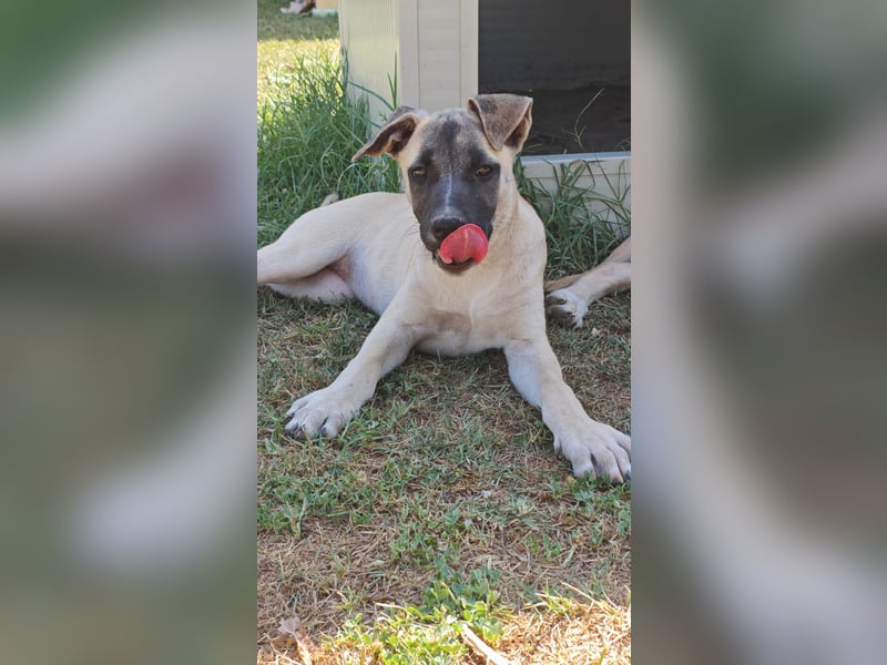 Inga - (Dringend Pflegestelle oder Zuhause gesucht)  Zwei kleine Hunde und ...
