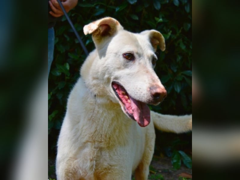 Sean - das Piepsen hinter den Gittern