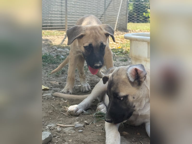 Inga - (Dringend Pflegestelle oder Zuhause gesucht)  Zwei kleine Hunde und ...