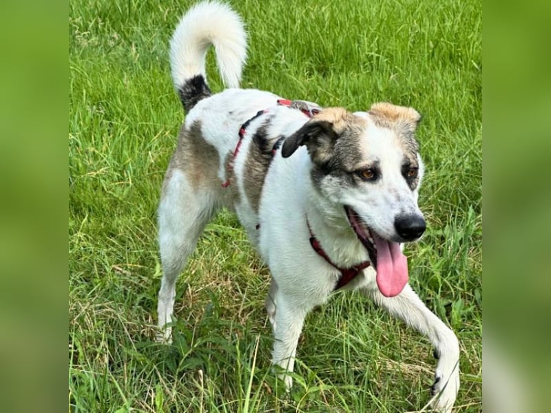 Nelly - (Dringend neue Pflegestelle oder Zuhause gesucht) gerade nochmal Glück gehabt Nelly - (Dringend neue Pflegestelle oder Zuhause gesucht) gerade nochmal Glück gehabt