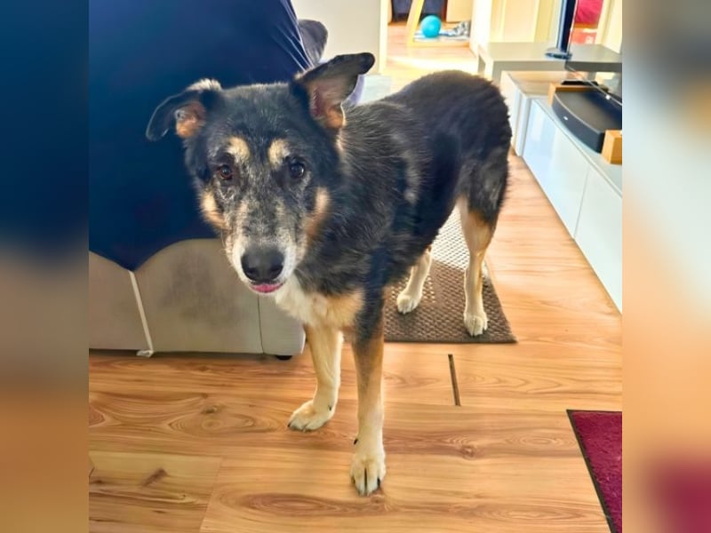 Aleta (Willow) - SOS-Dringend Pflegestelle oder Zuhause gesucht/kleines Seelchen im großen Wolfspelz Aleta (Willow) - SOS-Dringend Pflegestelle oder Zuhause gesucht/kleines Seelchen im großen Wolfspelz