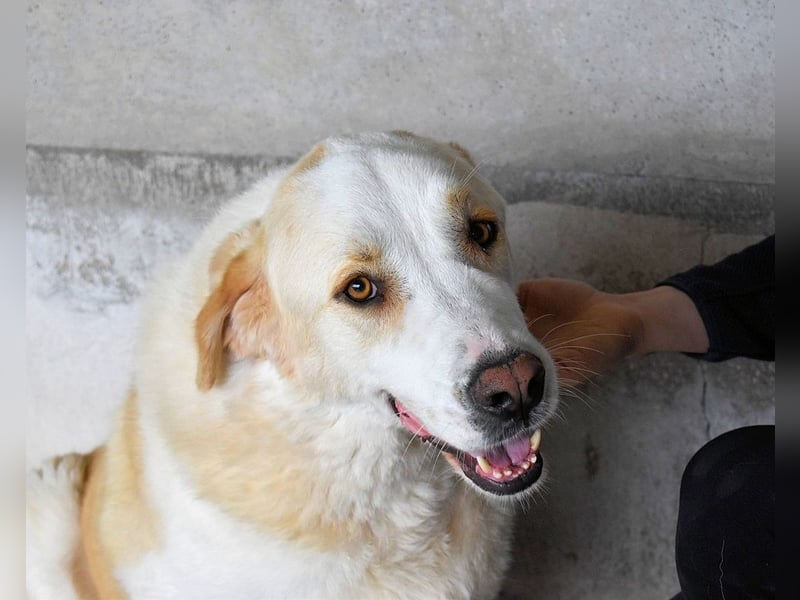 Roddie - Sein treuer Blick spricht Bände