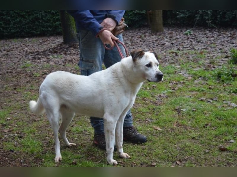 El Fava - hübscher Junge mit braunen Öhrchen