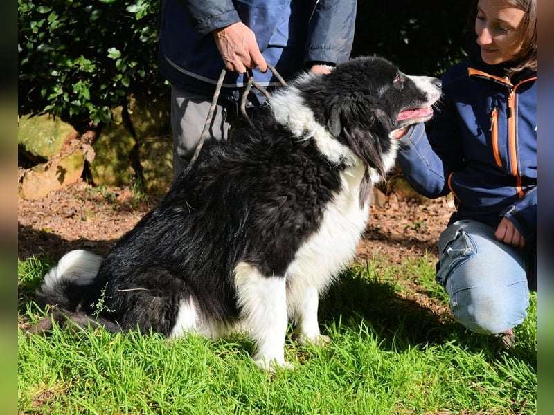 Frasio - Wenn Lebendigkeit zum Verhängnis wird