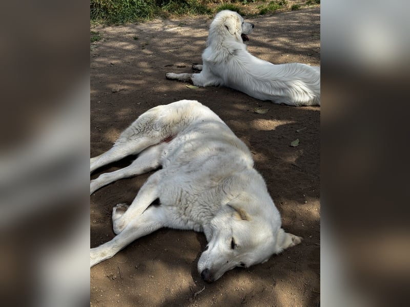 Clara - geht ihren Weg weiter