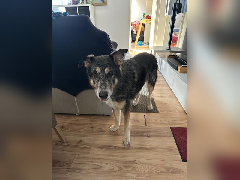 Aleta (Willow) - SOS - Dringend neues Zuhause oder Pflegestelle gesucht/kleines Seelchen