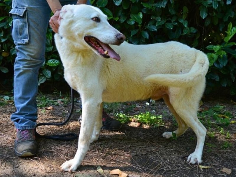 Sean - das Piepsen hinter den Gittern