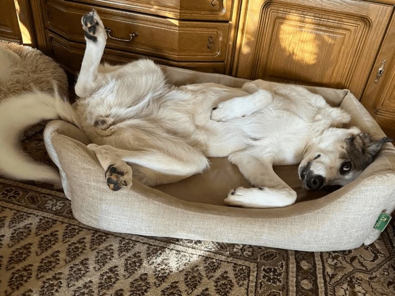 Nelly - (Dringend neue Pflegestelle oder Zuhause gesucht) gerade nochmal Glück gehabt