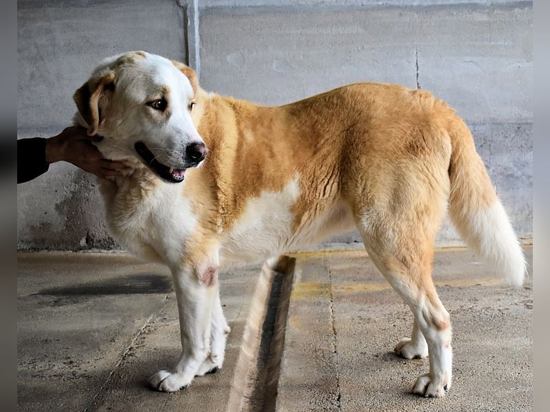 Roddie - Sein treuer Blick spricht Bände