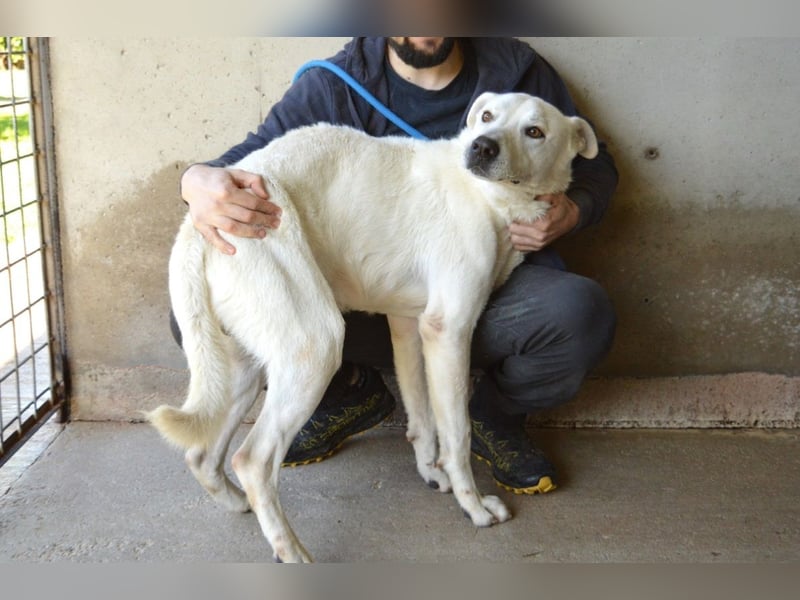 Benoit - NOTFALL - Hellbraune Augen, die sich nach Liebe sehen