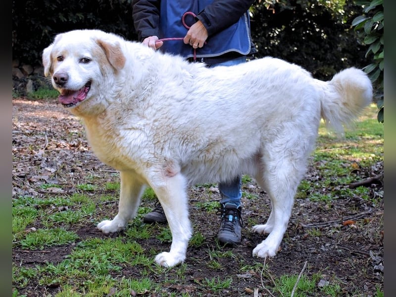 Abele - wenn Kraft und Zeit verloren gehen