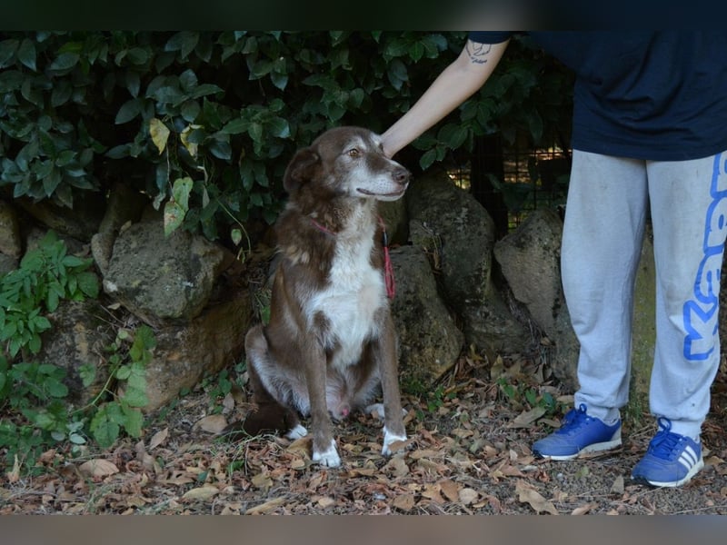 Lynwood - Ein Hund der Sorte «10 von 10 Punkten»