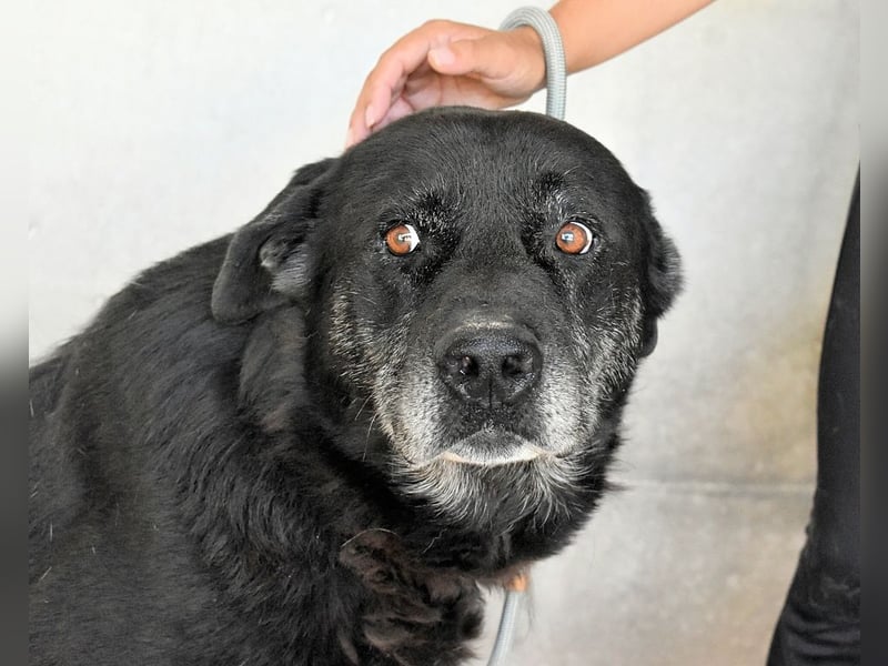 Idrysh - große Hunde werfen lange Schatten