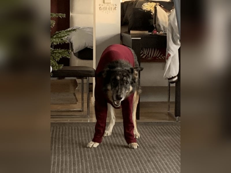 Aleta (Willow) - SOS-Dringend Pflegestelle oder Zuhause gesucht/kleines Seelchen im großen Wolfspelz Aleta (Willow) - SOS-Dringend Pflegestelle oder Zuhause gesucht/kleines Seelchen im großen Wolfspelz