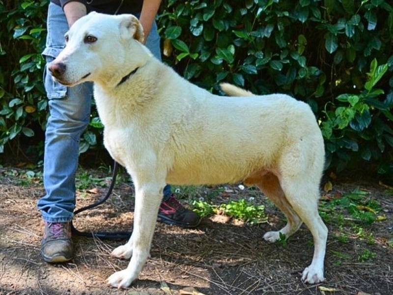 Sean - das Piepsen hinter den Gittern