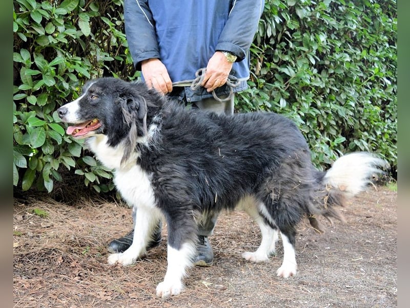 Frasio - Wenn Lebendigkeit zum Verhängnis wird