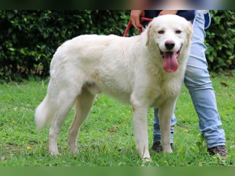 Abele - wenn Kraft und Zeit verloren gehen