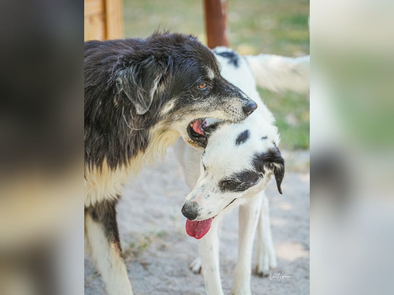 Kuno - Ein Ende in Sicht?