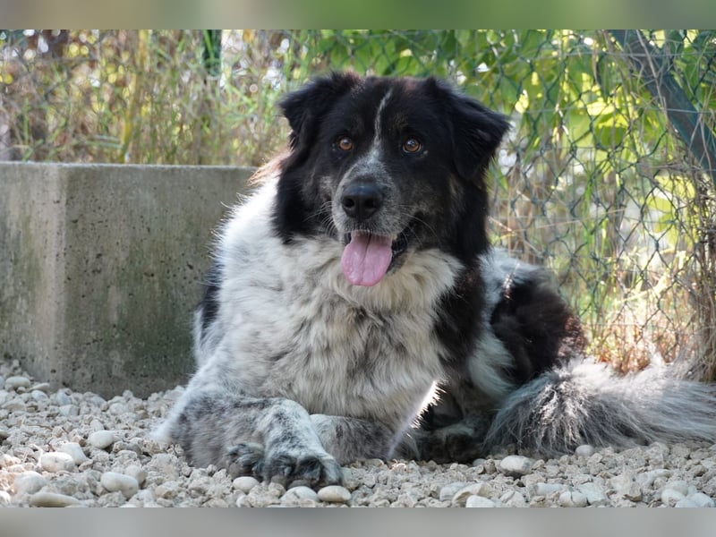 Ray - Zeig mir die Welt außerhalb des Zwingers...