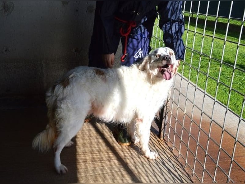 Gualter - und der staubige, unsichtbare Koffer