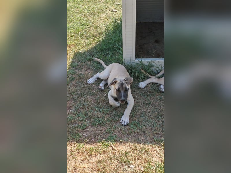 Inga - (Dringend Pflegestelle oder Zuhause gesucht)  Zwei kleine Hunde und ...