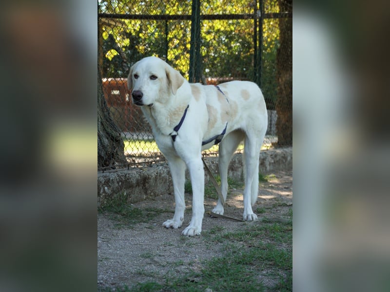Clara - ein Herz in Warteschleife